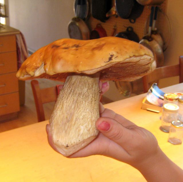 A King Bolete